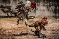 cock fight